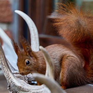 Eichhörnchen...... Werner Schuffenhauer